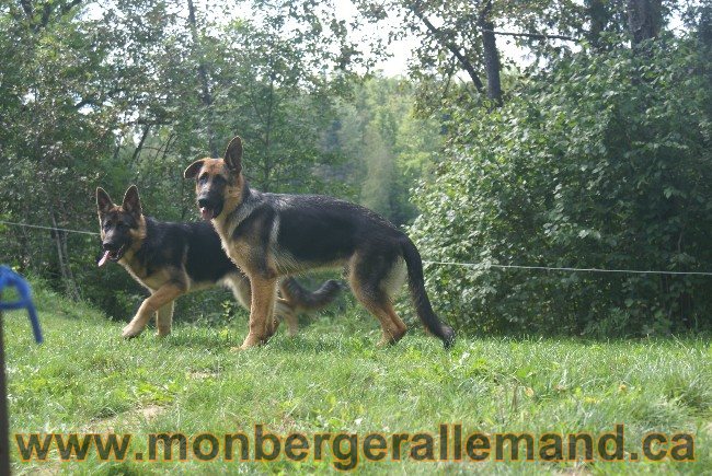 Photos Chiens Berger Allemand Lignee de champion 2010