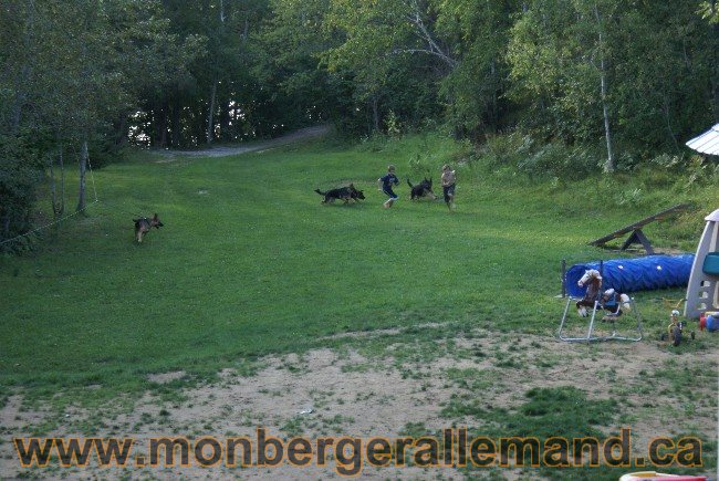 Photos Chiens Berger Allemand Lignee de champion 2010