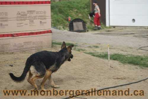 Photo berger Allemand Elevage de lignée de Champion
