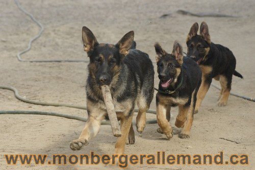 Photo berger Allemand Elevage de lignée de Champion