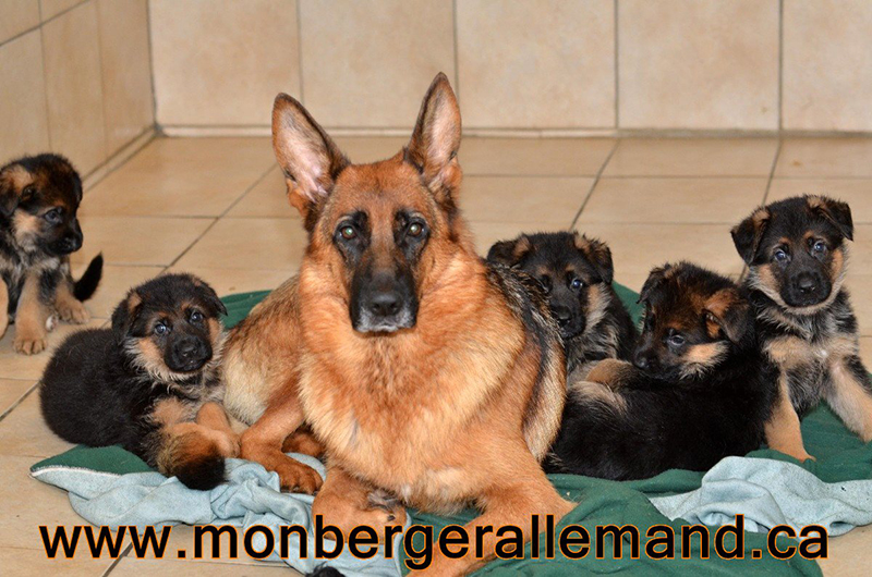 Elevage De Berger Allemand Du Nord La Maison Des Berger Allemand German Shepherd Nord Quebec